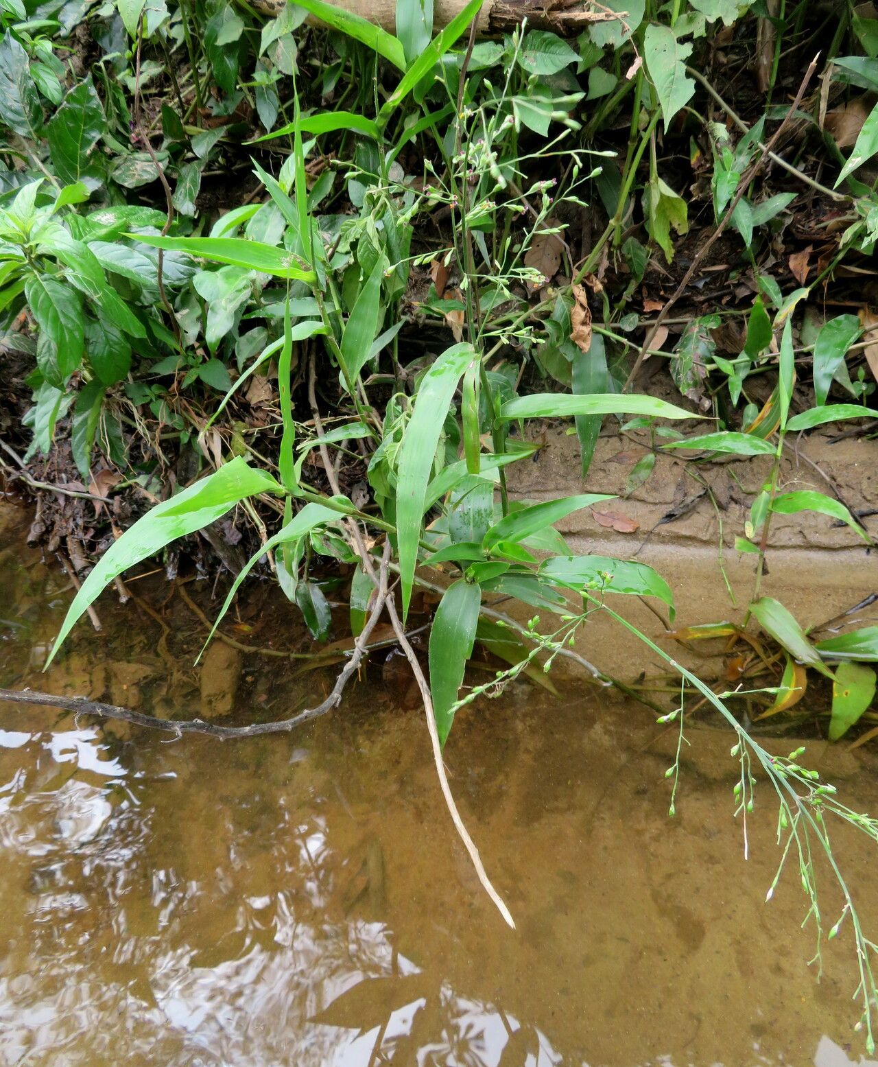 Acroceras zizanioides — houseplant care guide