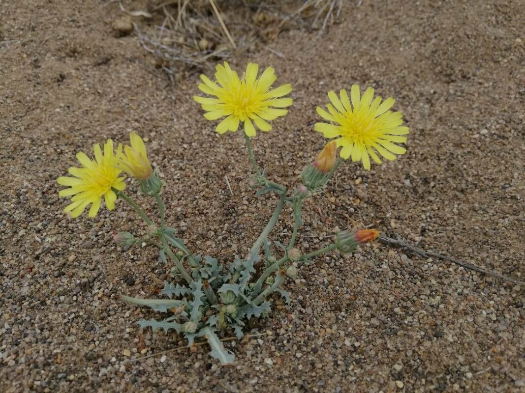 Malacothrix sonchoides — search result for 'Ephedra'