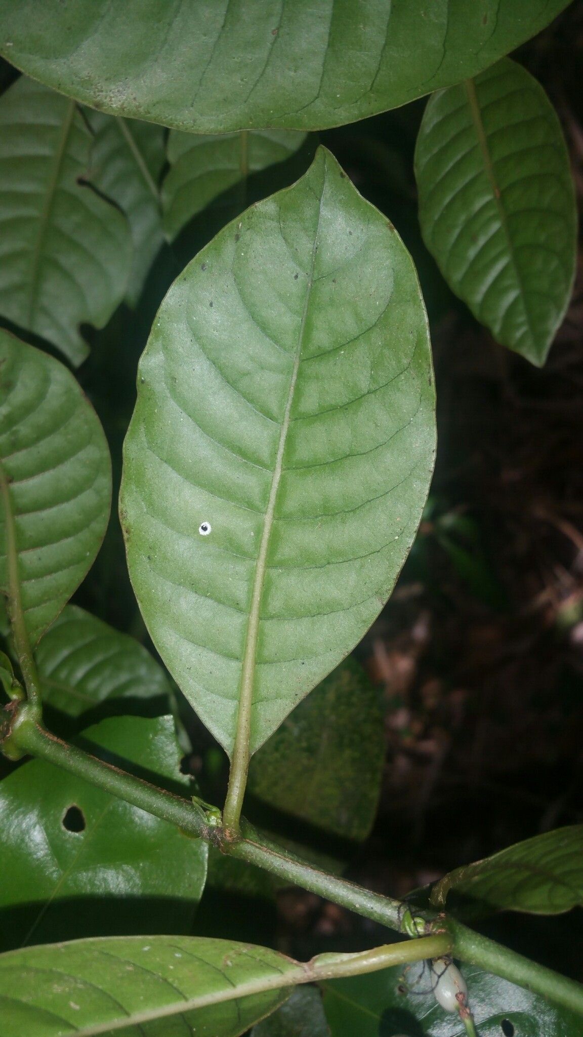 Psychotria oreotrephes — houseplant care guide