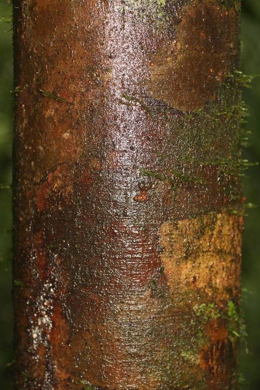 Carapa procera — search result for 'Tropical West Africa'