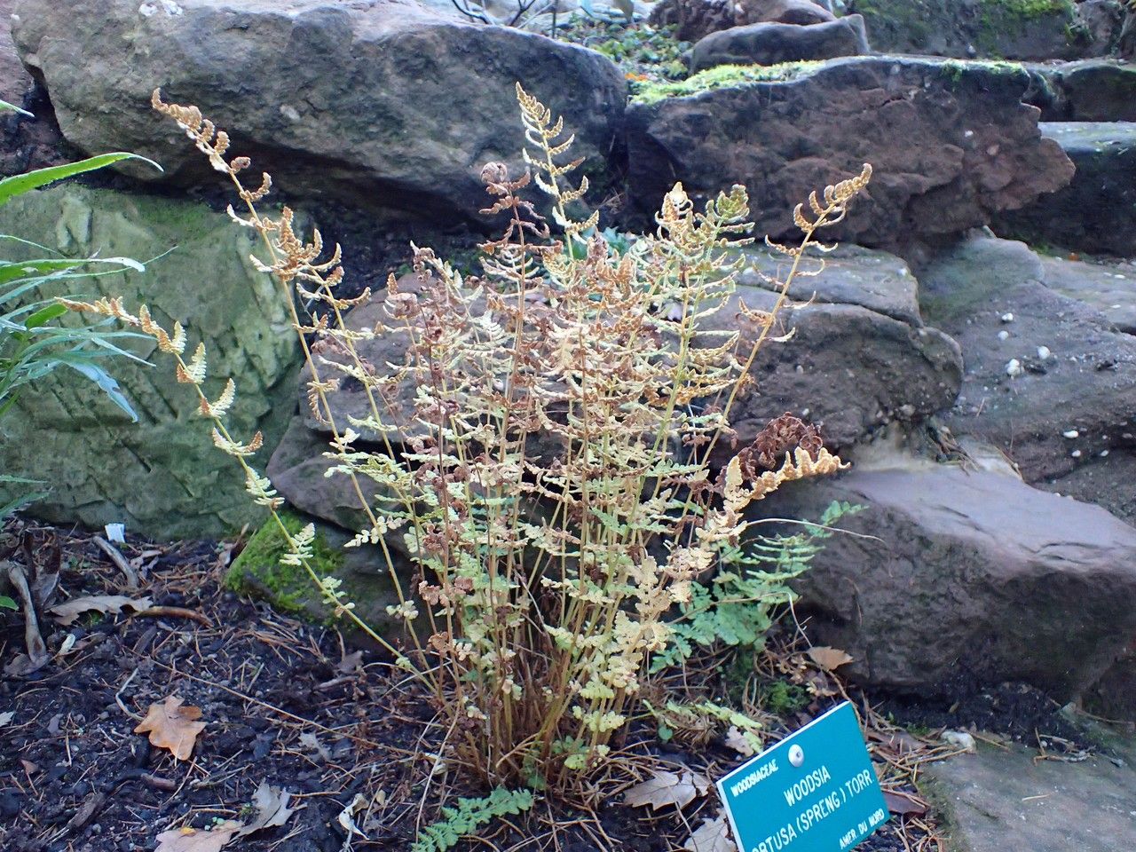 Woodsia obtusa habit