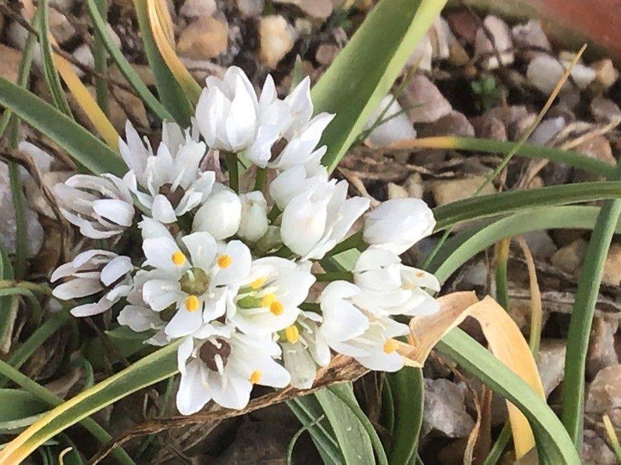 Allium subvillosum flower