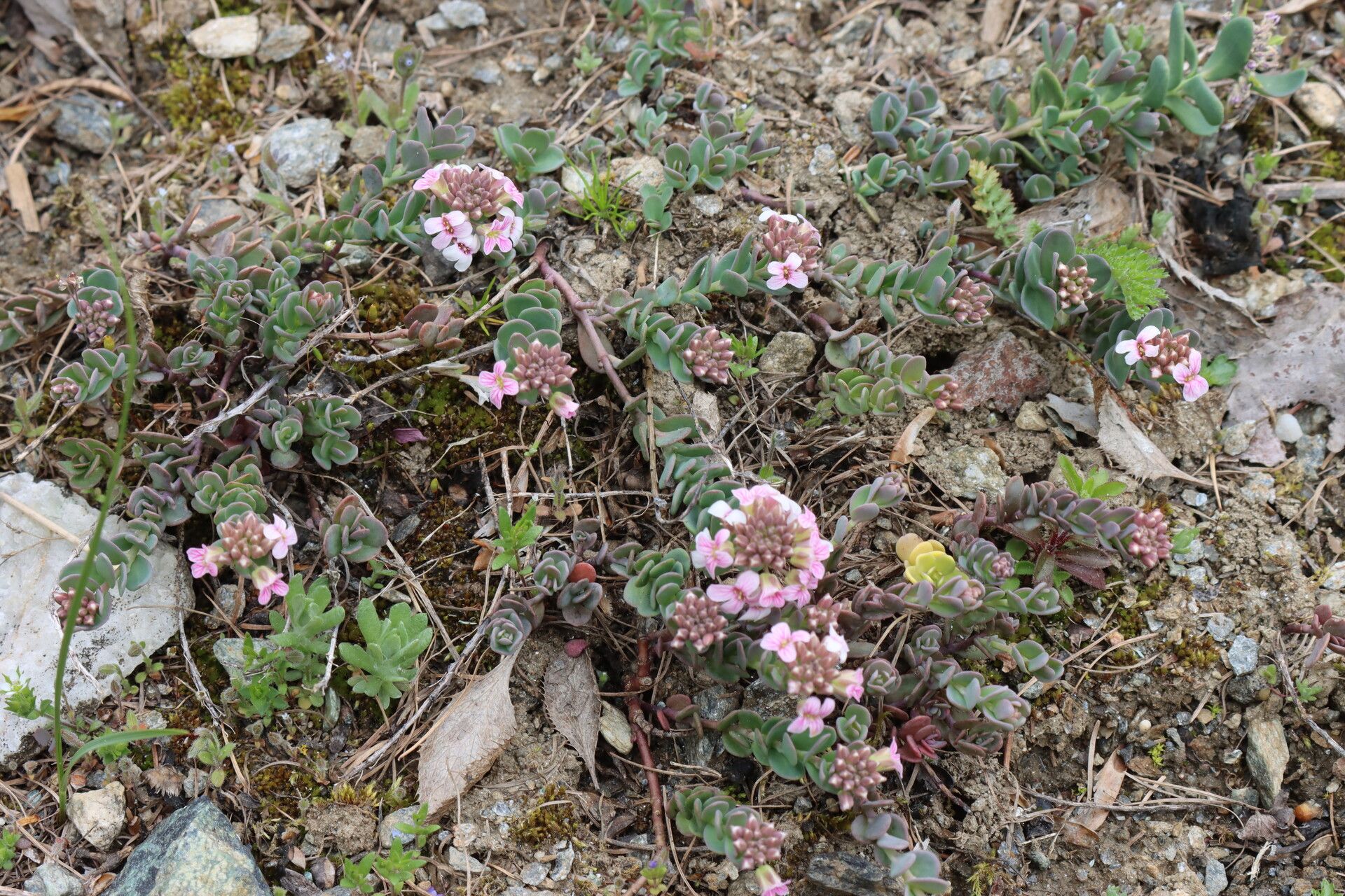 Aethionema thomasianum — houseplant care guide