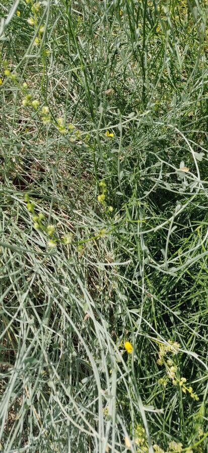 Ephedra altissima flower