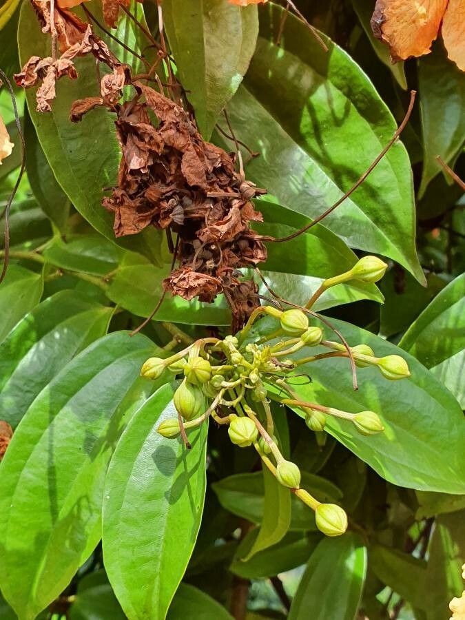Bauhinia kockiana leaf