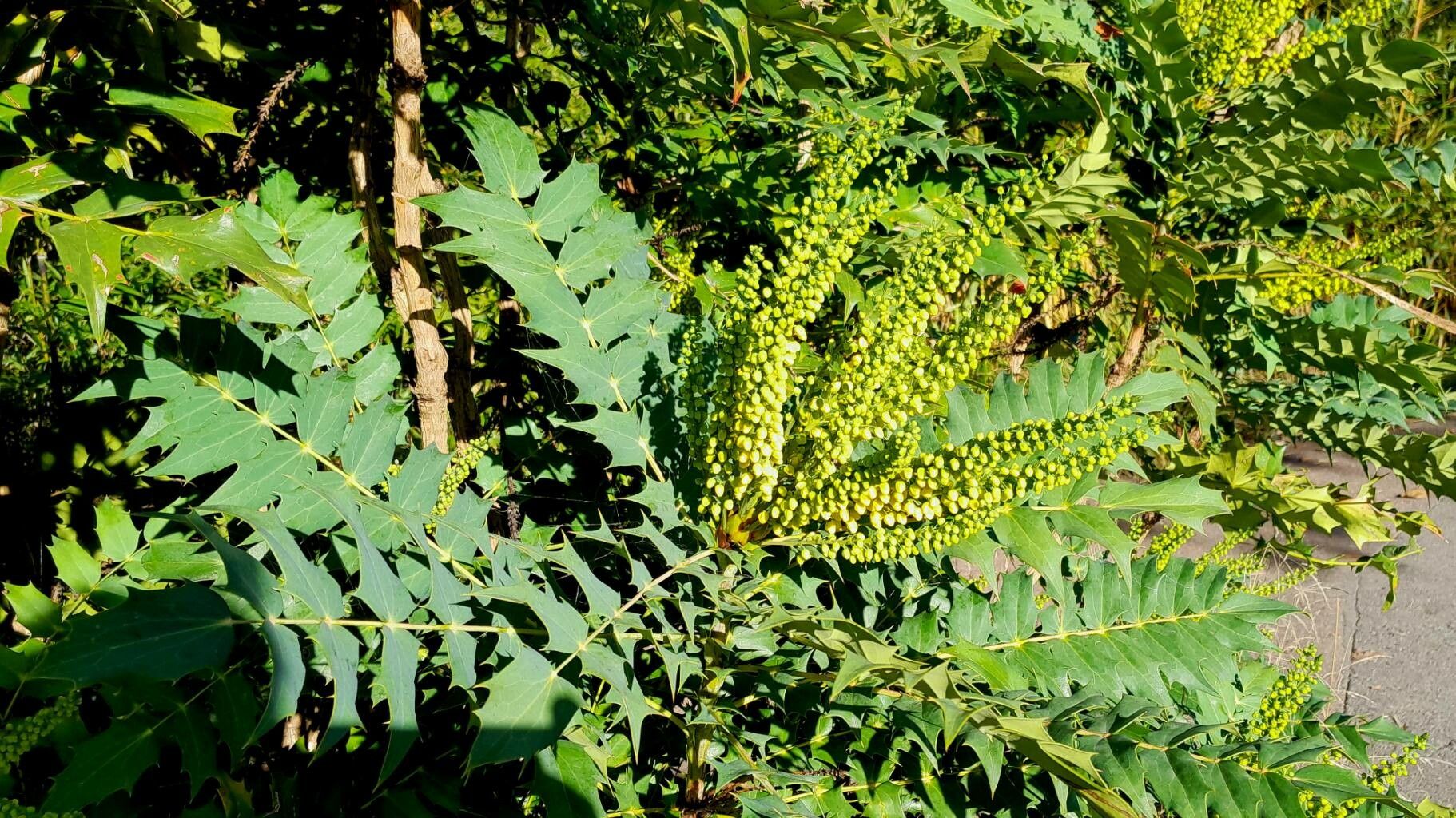Berberis japonica flower