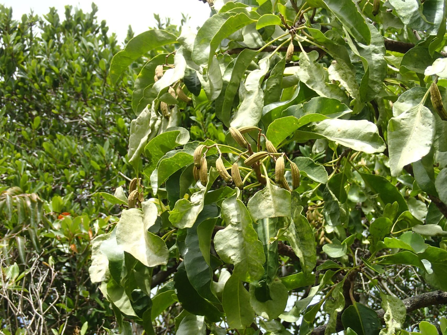 Ceodes artensis fruit