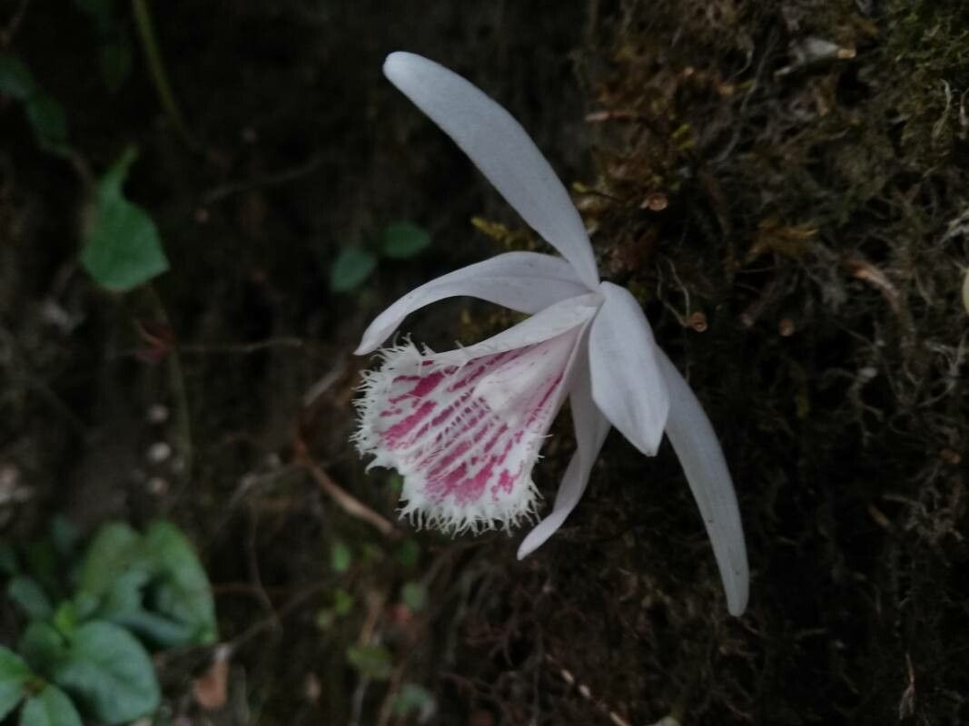 Pleione humilis — related species from the same genus