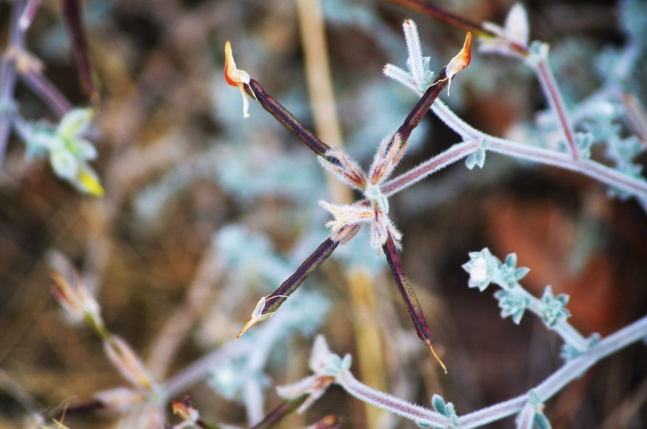 Lotus callis-viridis flower