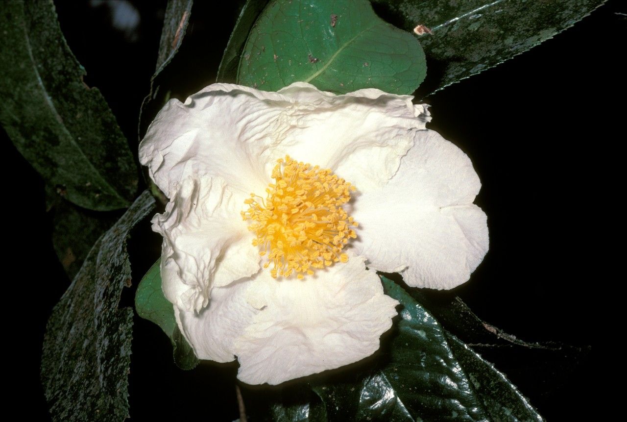 Camellia gigantocarpa flower