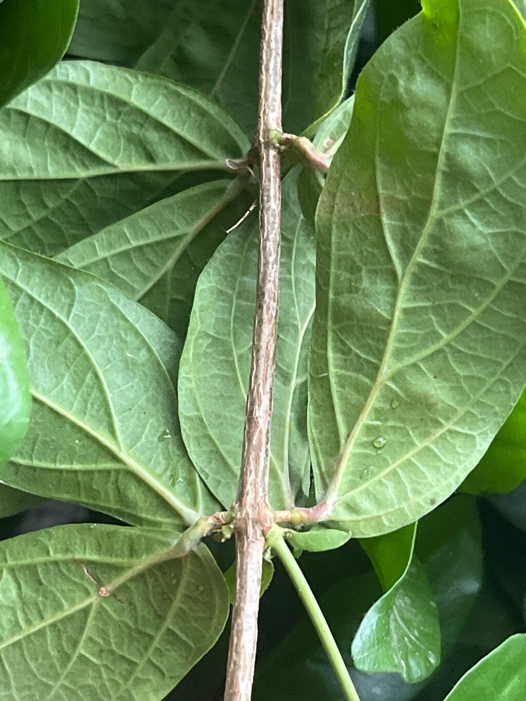 Amphilophium bauhinioides bark