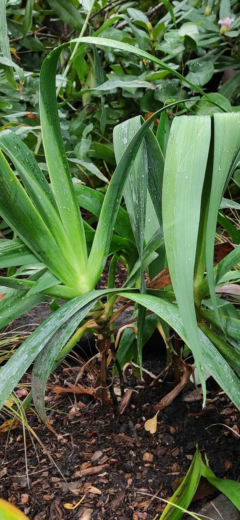 Iris confusa habit