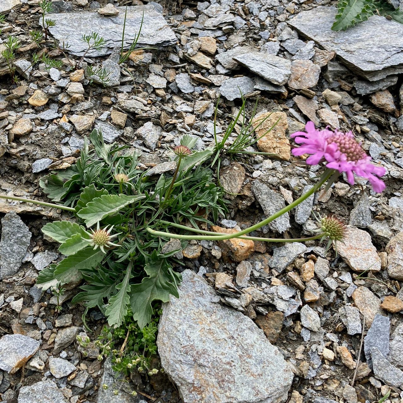 Scabiosa vestita habit
