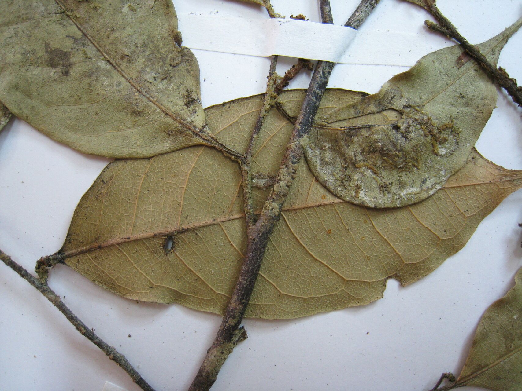 Eschweilera wachenheimii — houseplant care guide