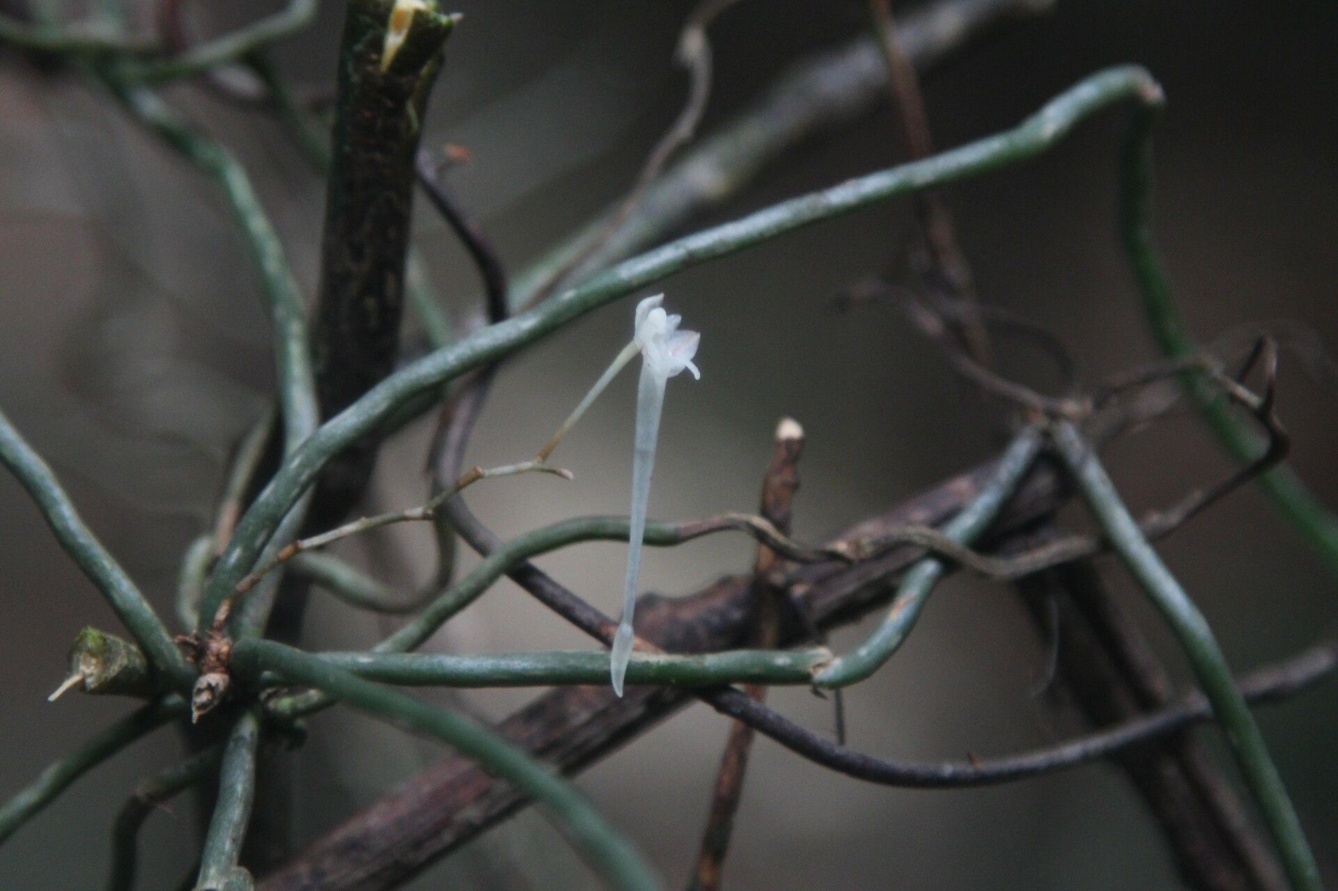 Microcoelia microglossa — houseplant care guide