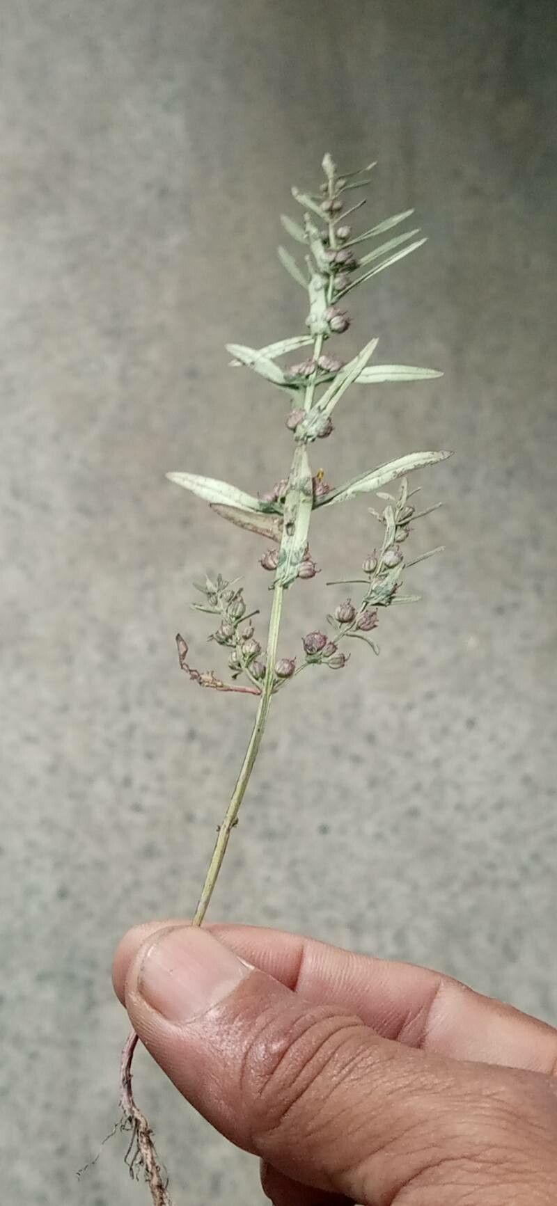 Ammannia baccifera flower