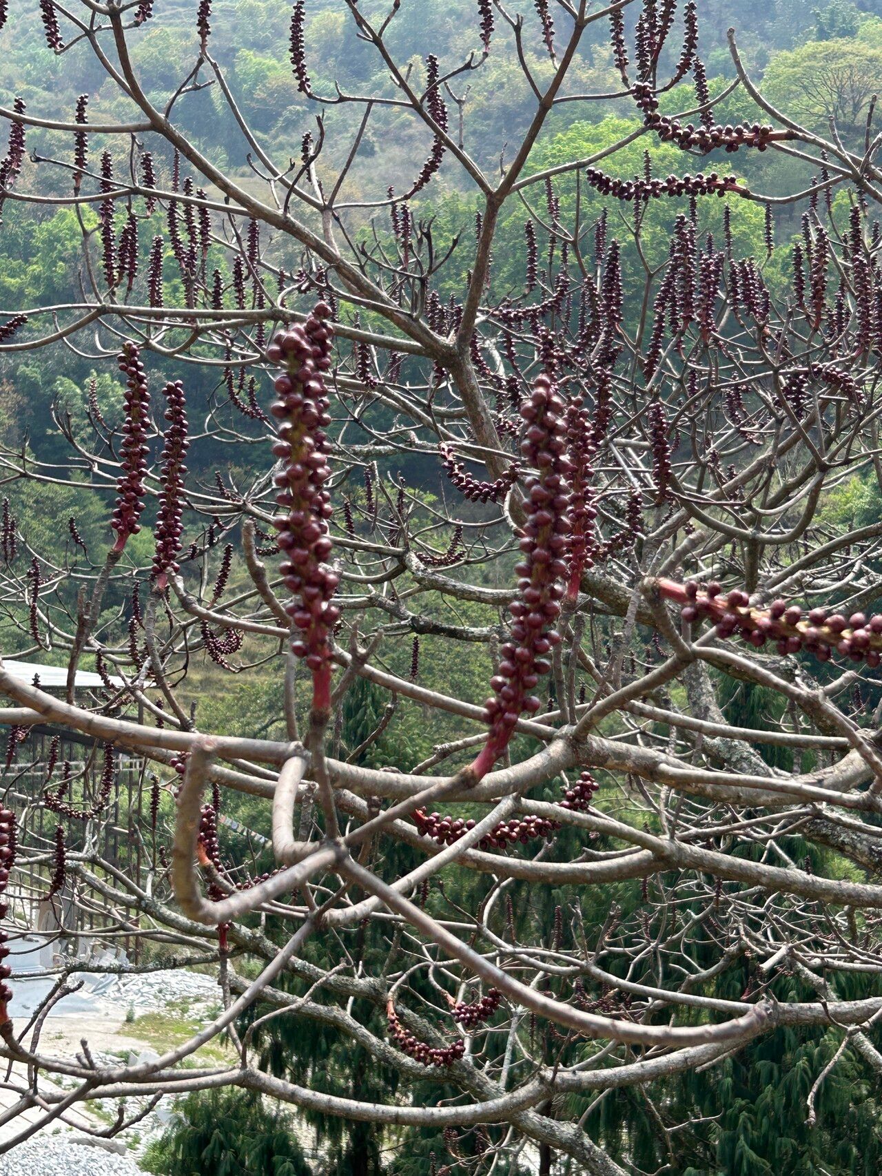 Falconeria insignis — houseplant care guide