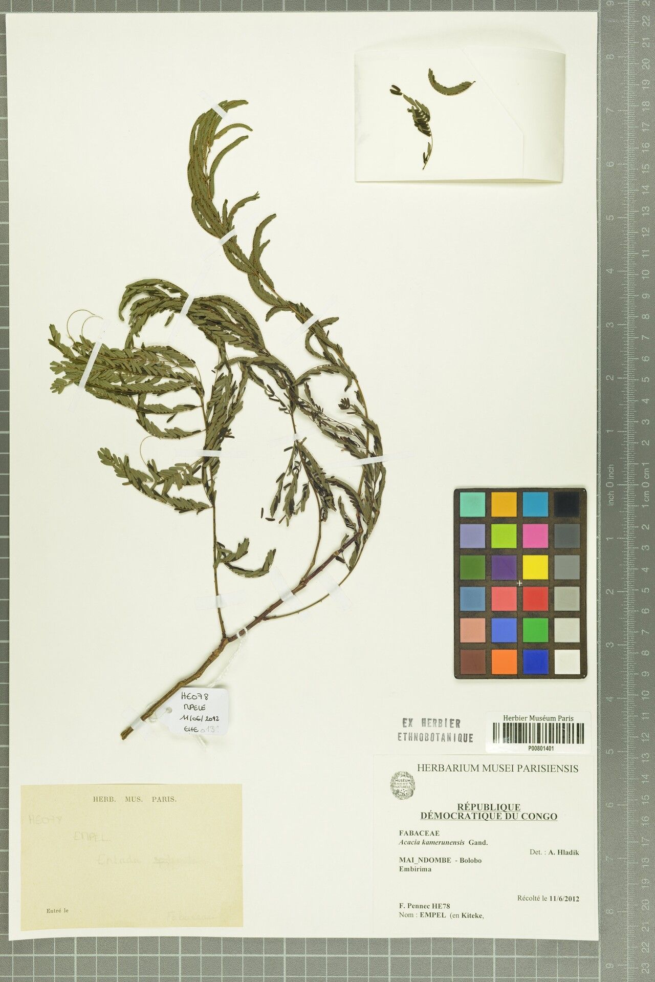 Senegalia kamerunensis other