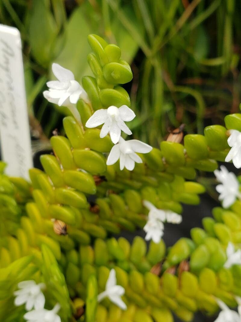 Angraecum distichum flower