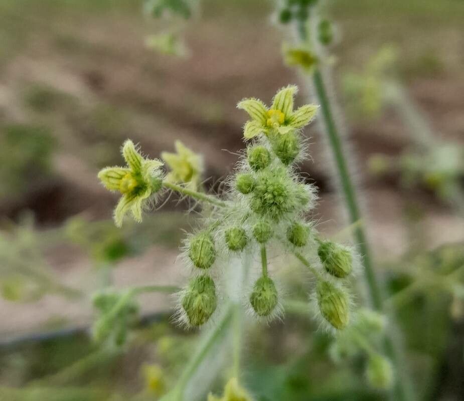Sicyos malvifolius flower