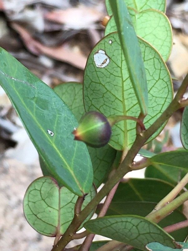 Phyllanthus cornutus fruit