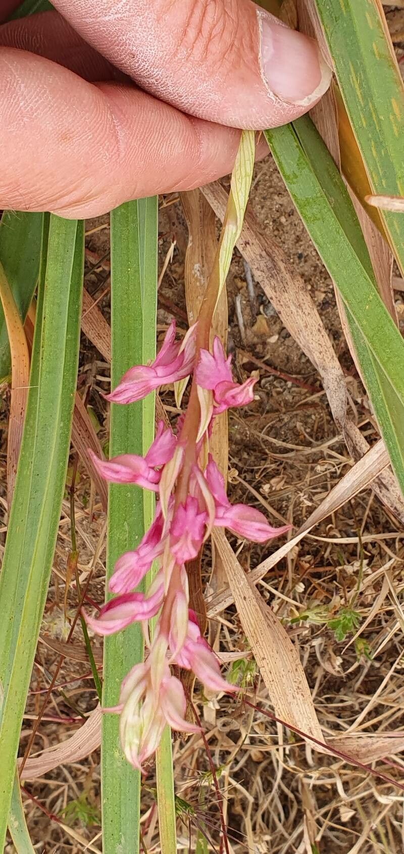 Anacamptis sancta — search result for 'Anacamptis'