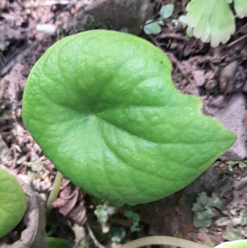 Peperomia armstrongii leaf