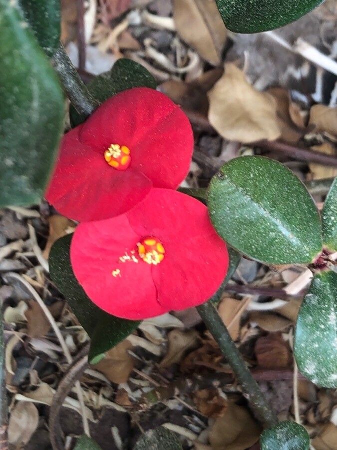 Euphorbia geroldii flower