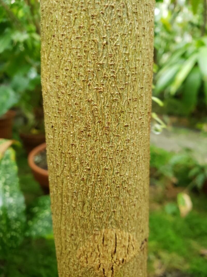 Dalbergia boehmii bark