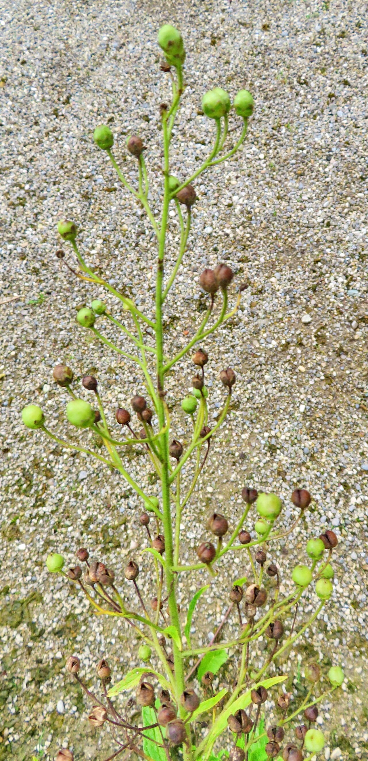 Scrophularia chrysantha fruit