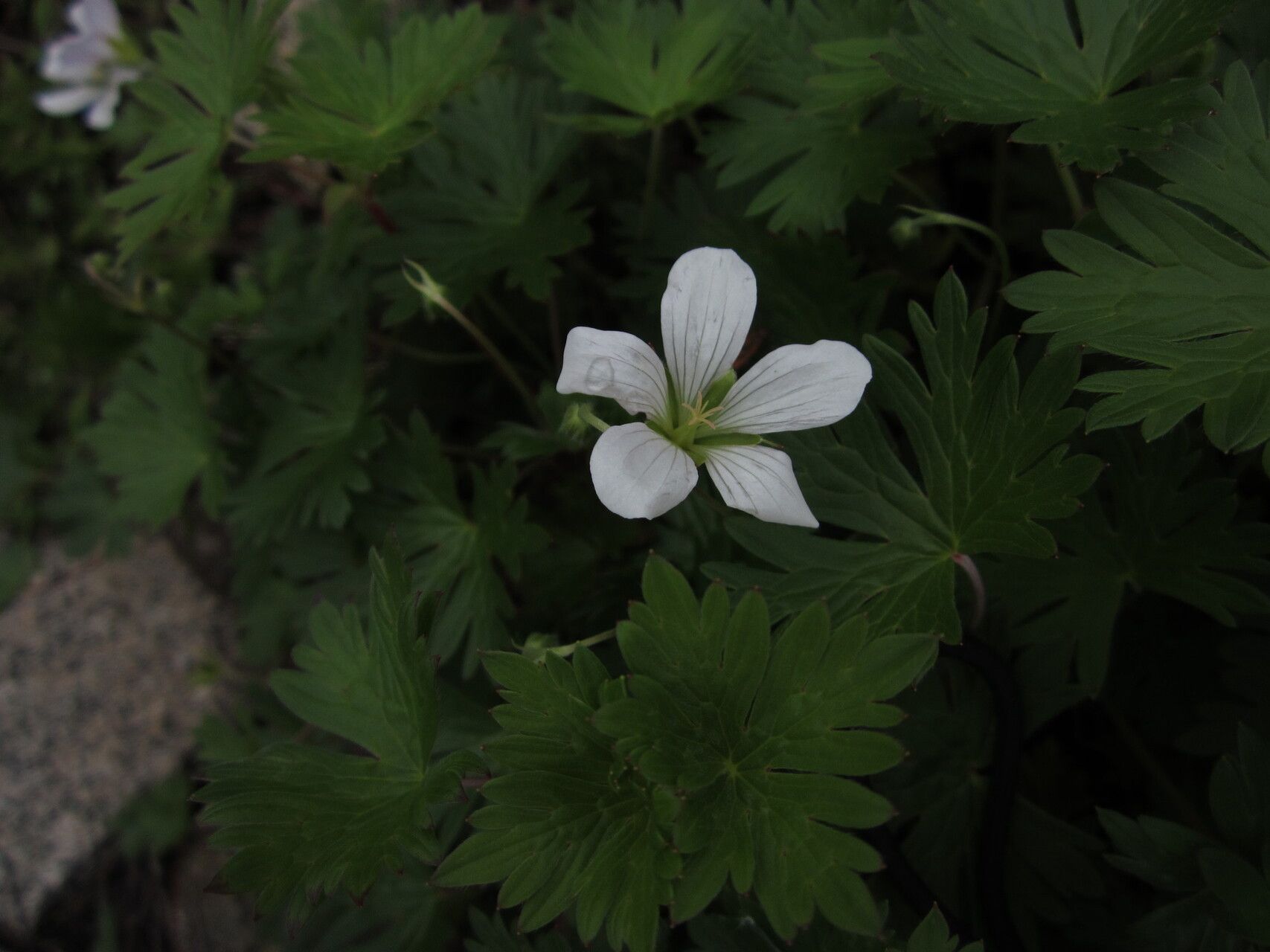 Geranium andringitrense — houseplant care guide