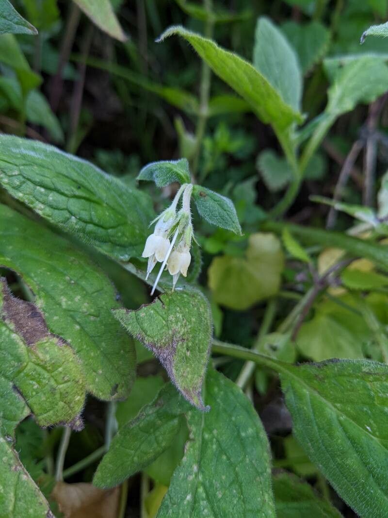 Symphytum bulbosum habit