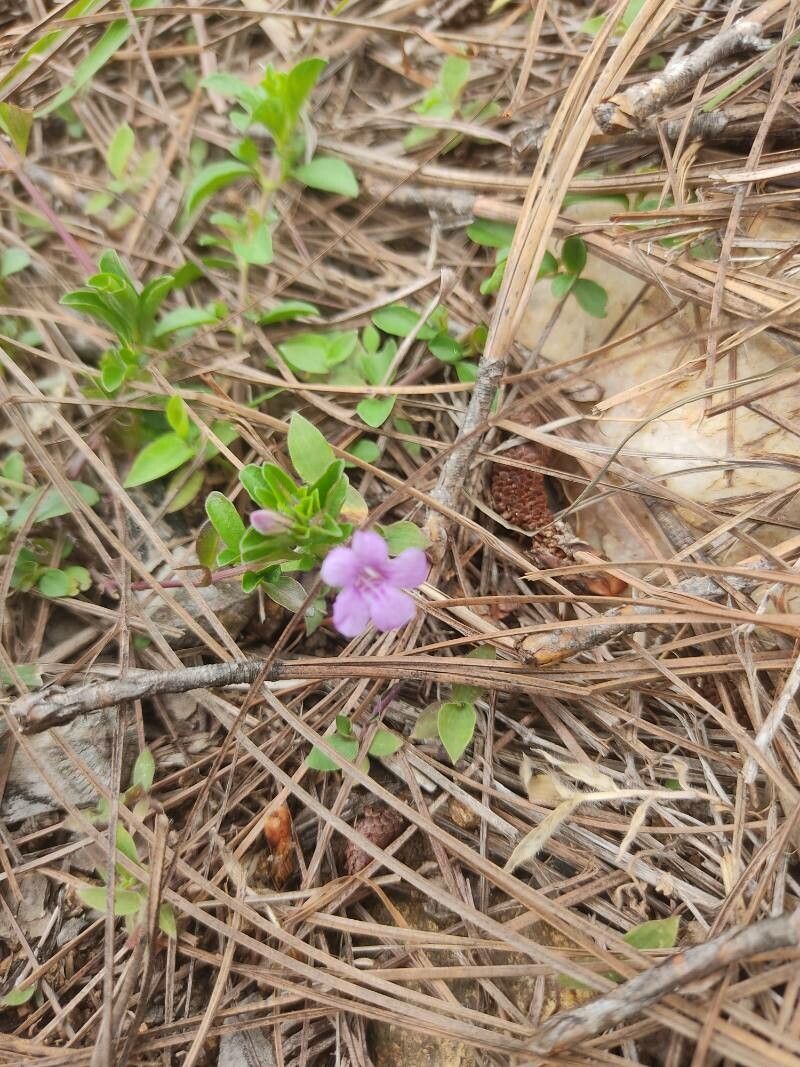 Dyschoriste schiedeana — houseplant care guide