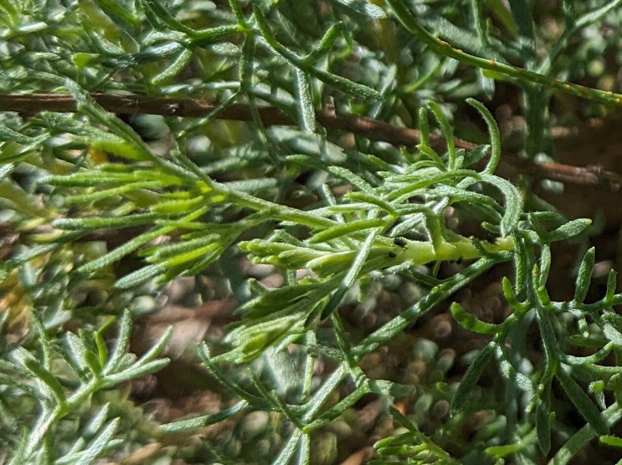 Potentilla multifida leaf