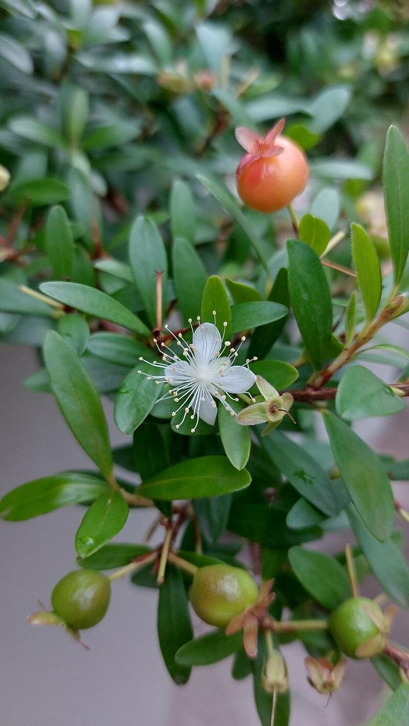 Eugenia mattosii flower