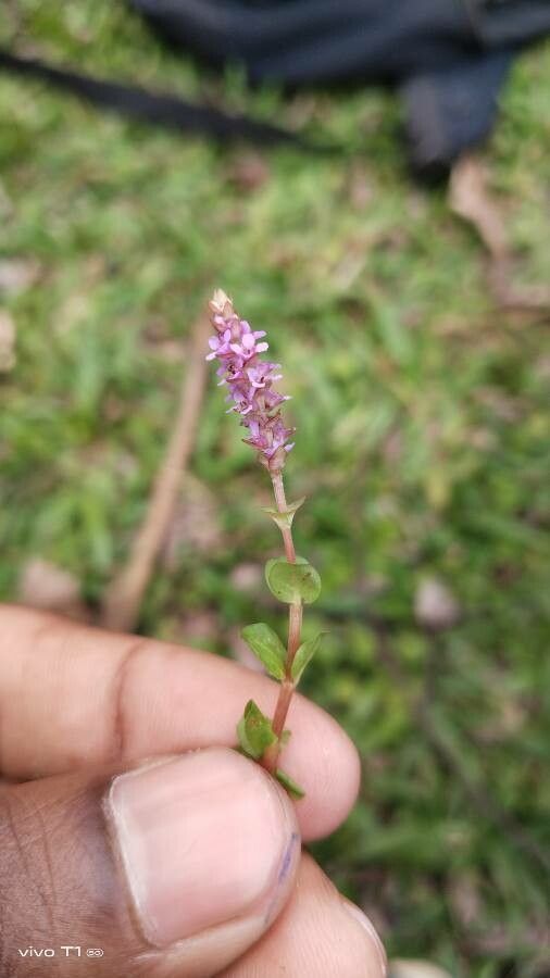 Rotala rotundifolia flower