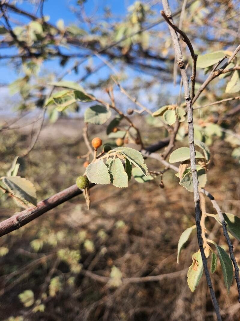 Grewia velutina fruit