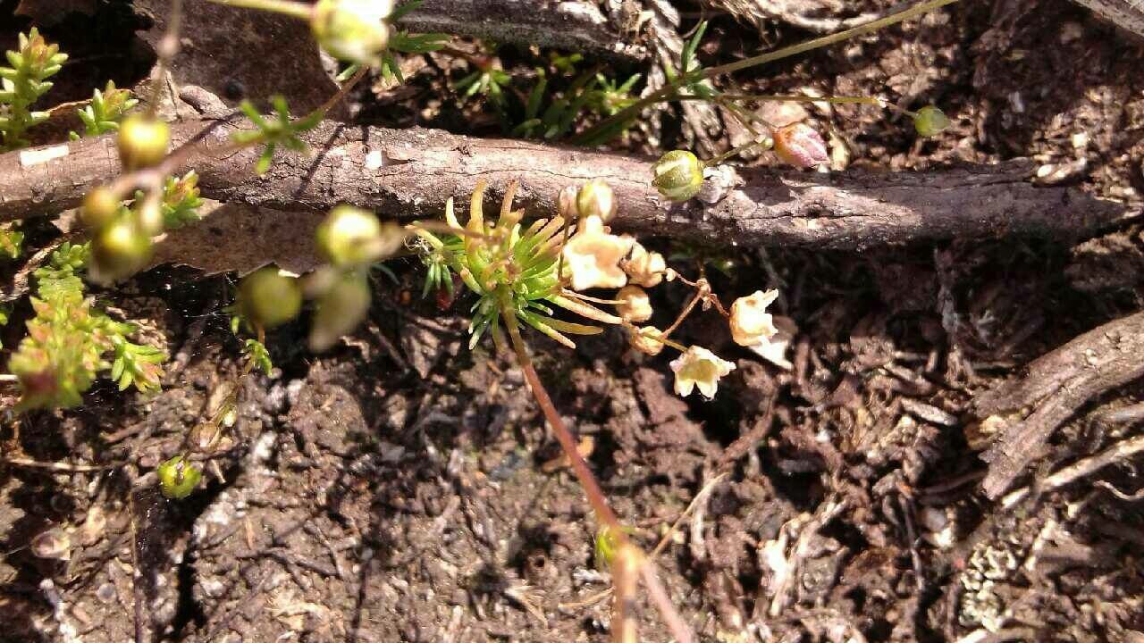Spergula morisonii leaf