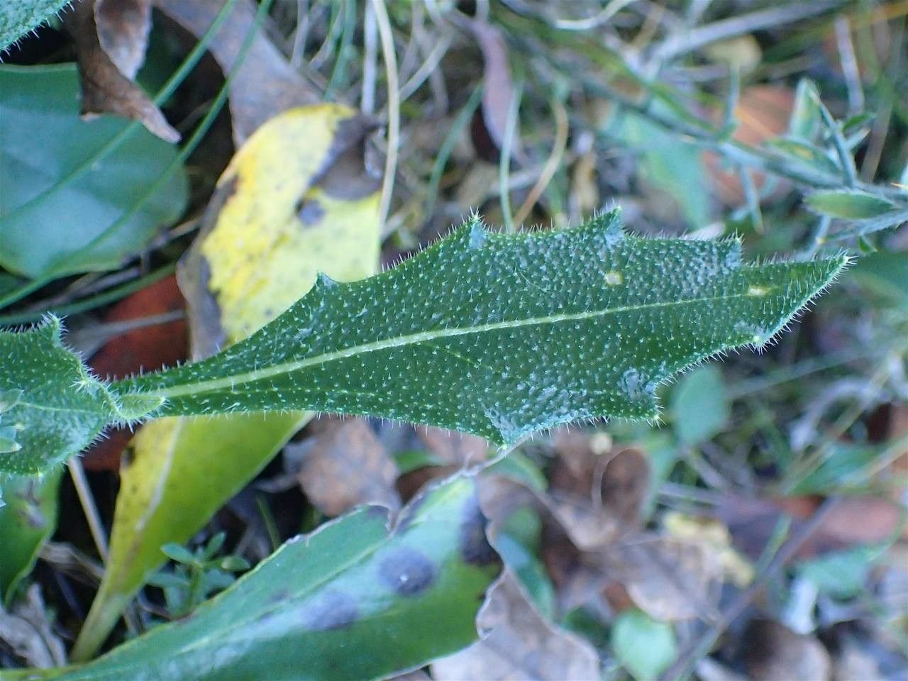 Biscutella flexuosa leaf