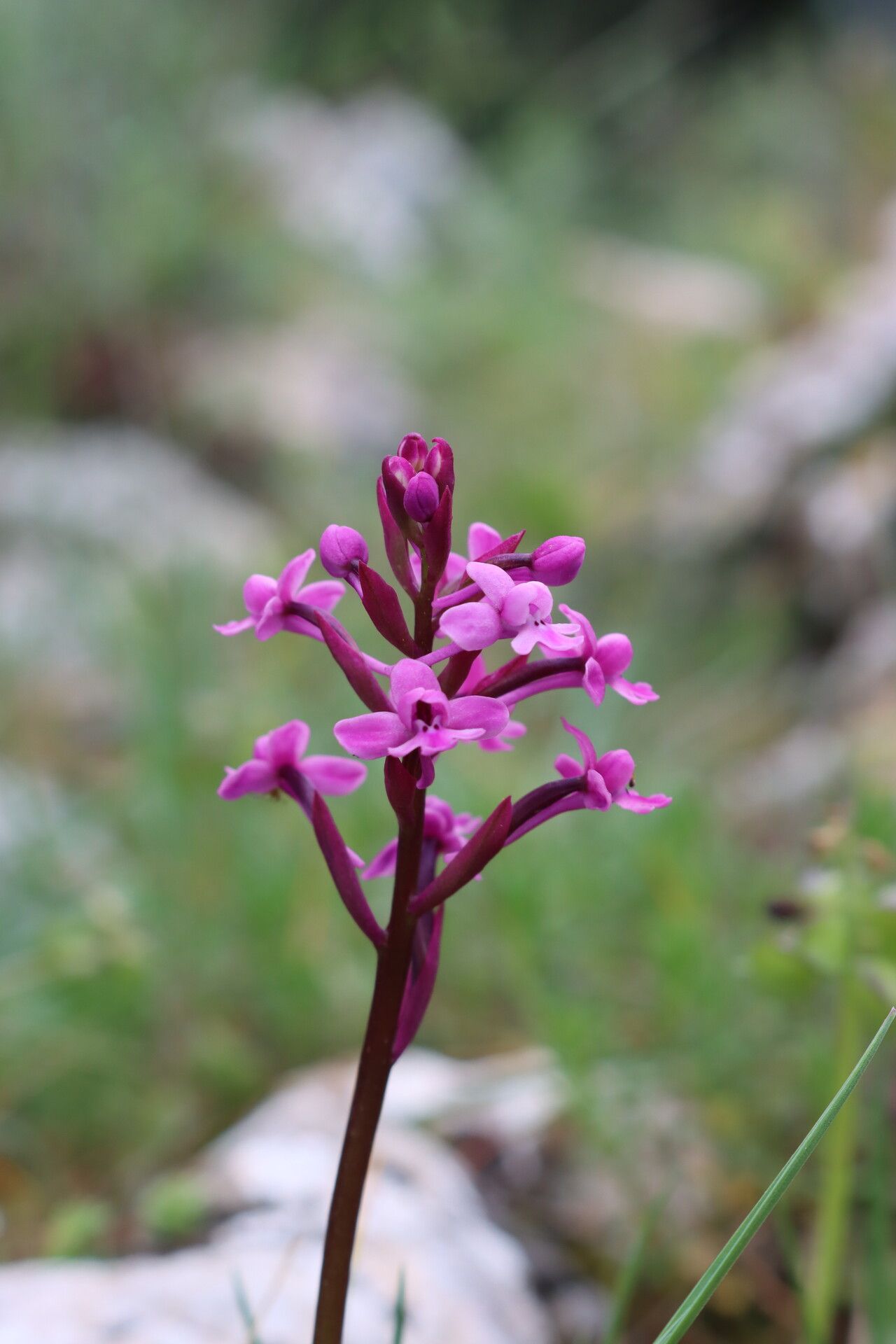 Orchis brancifortii flower