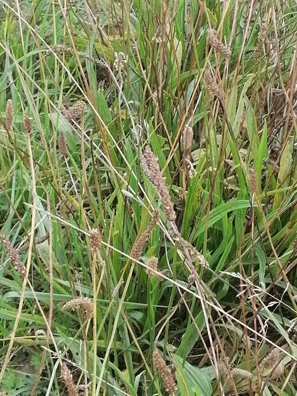 Alopecurus geniculatus leaf