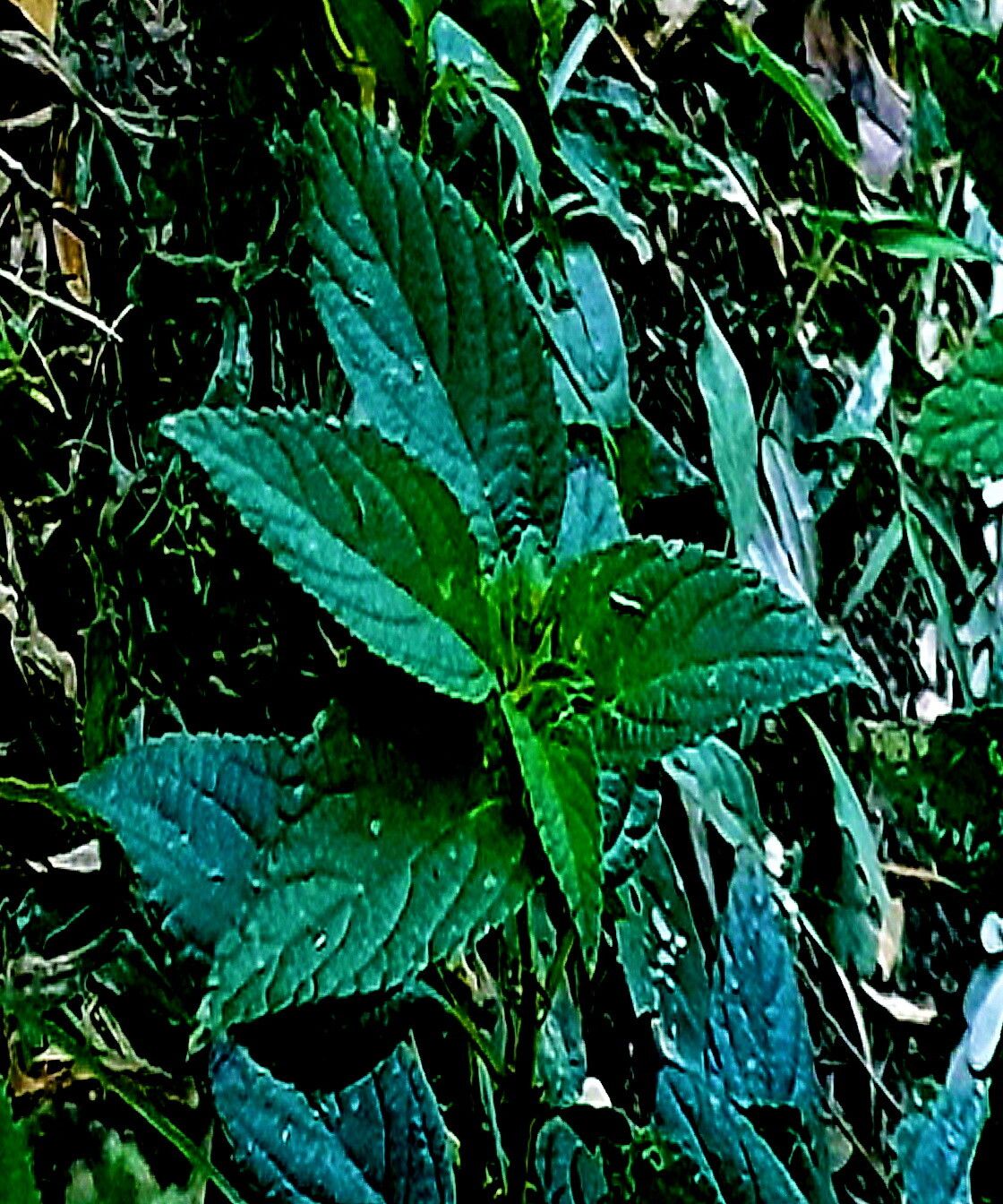 Lantana × pohliana — houseplant care guide