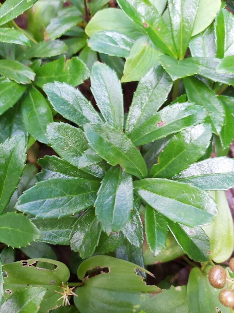 Chimaphila umbellata leaf