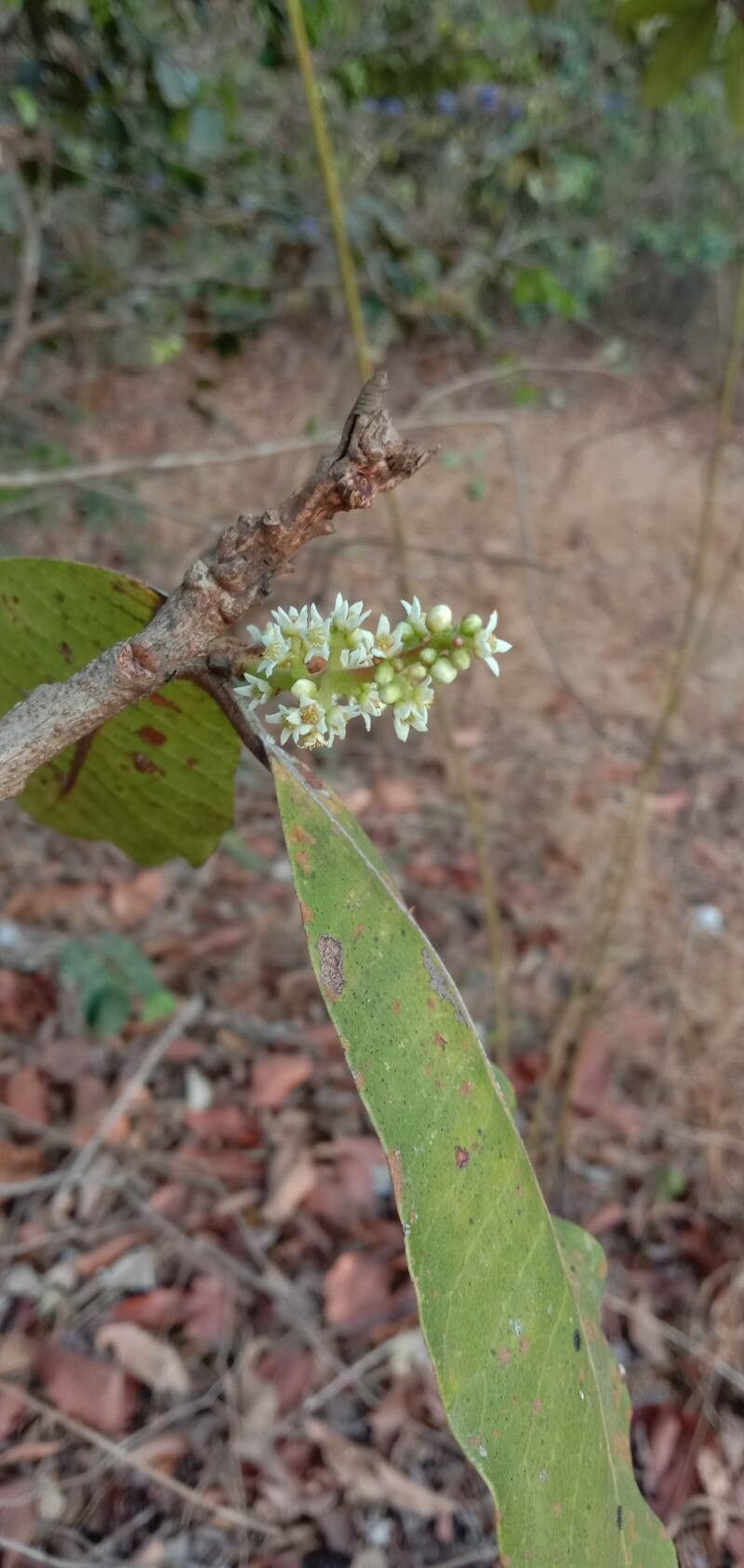 Buchanania cochinchinensis flower