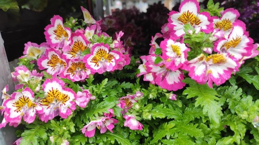Schizanthus pinnatus habit