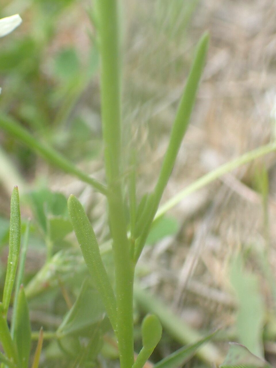 Linaria pelisseriana leaf