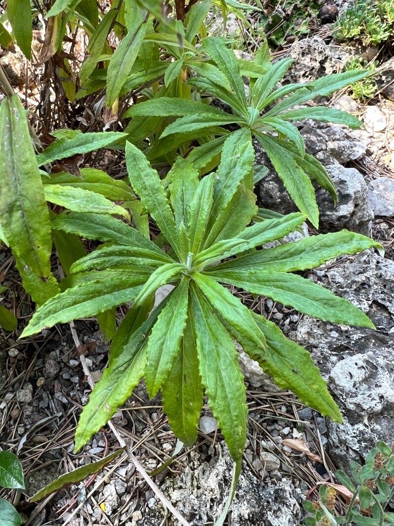 Leontopodium japonicum — search result for 'Leontopodium'