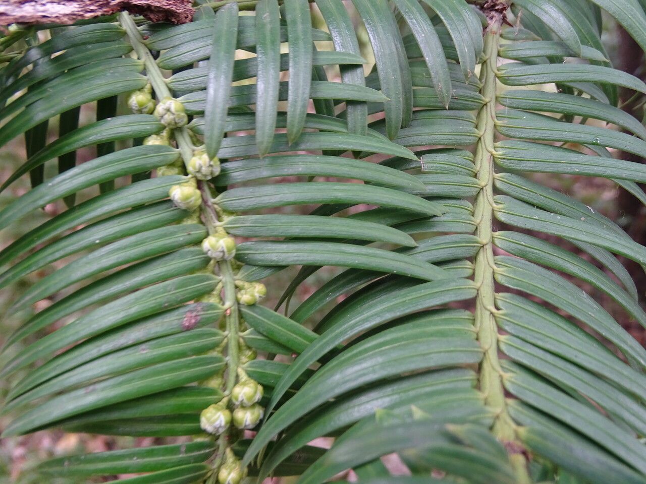 Cephalotaxus fortunei fruit