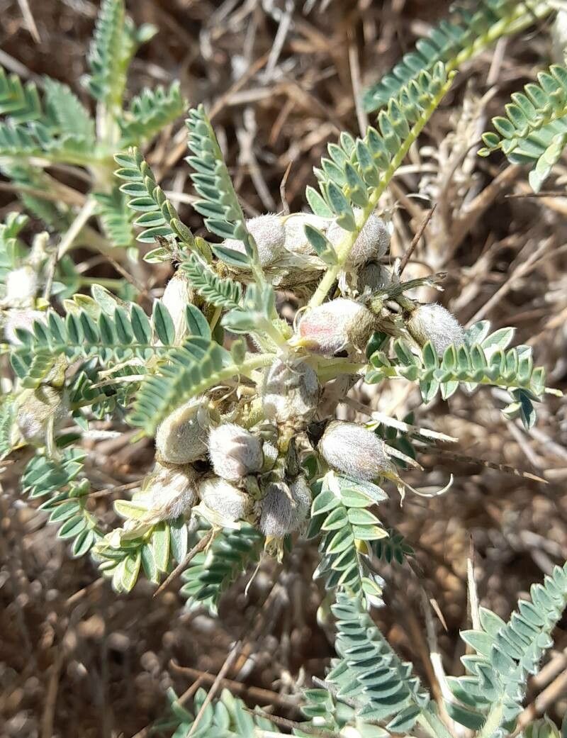 Astragalus tragacantha fruit