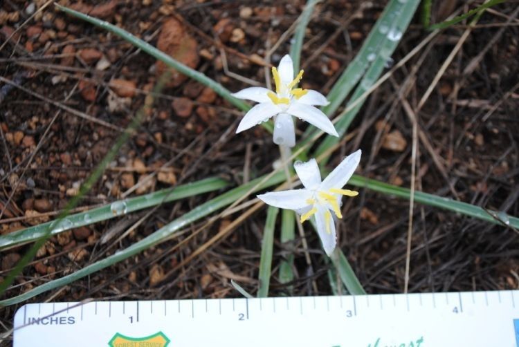 Leucocrinum montanum habit